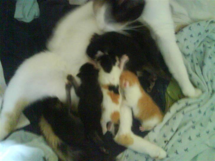 Huskat prinsess Borte :-( - her har vi så 6 ny fødte killinger SMILER billede 9