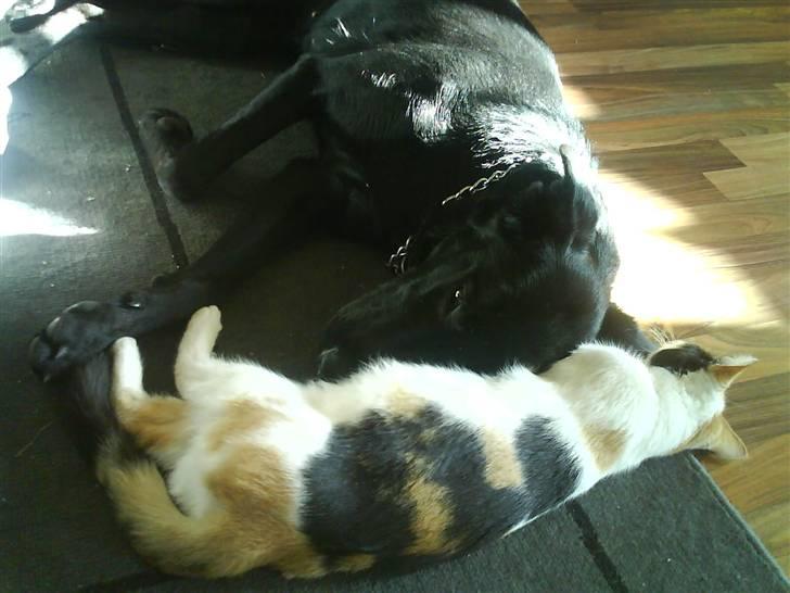 Huskat prinsess Borte :-( billede 10