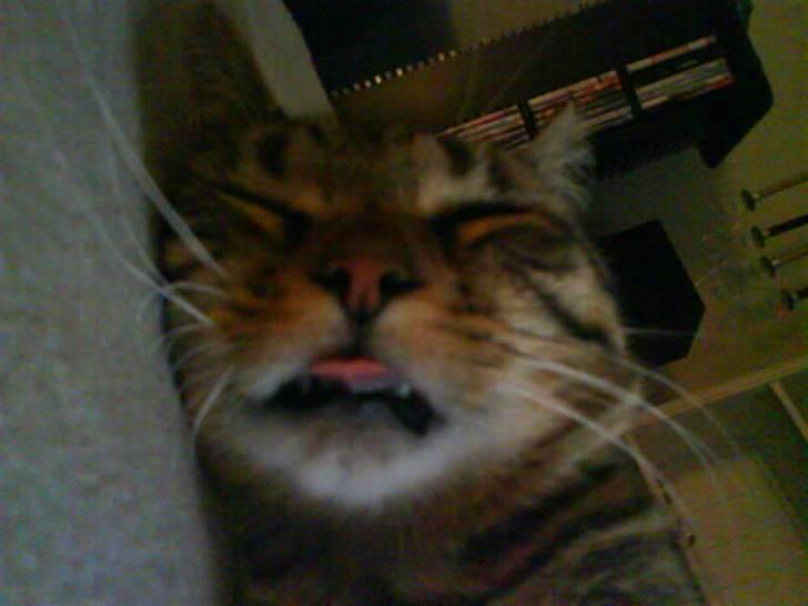 Huskat StoreMis "Tiger" - sover altid med tungen ud af munden hehe!! griner billede 20