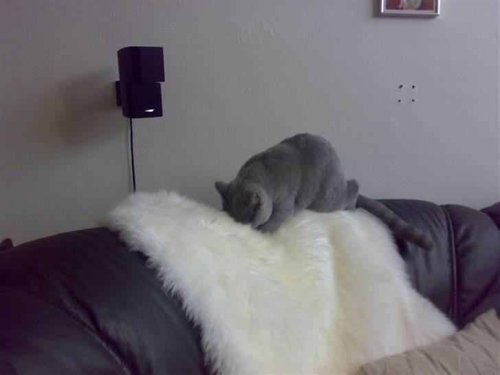 British Shorthair Mulle - Når hun er på lammeskindet, så er det kæletid.. Hun er næsten ikke til at stoppe igen! billede 16