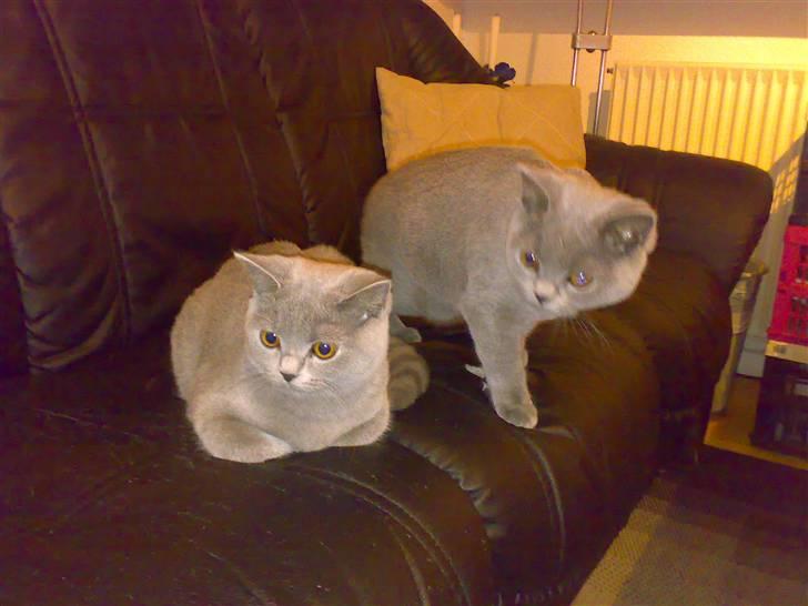 British Shorthair Mulle - Mulle sammen med søsteren Tulle, de er på jagt efter Pumba... billede 17