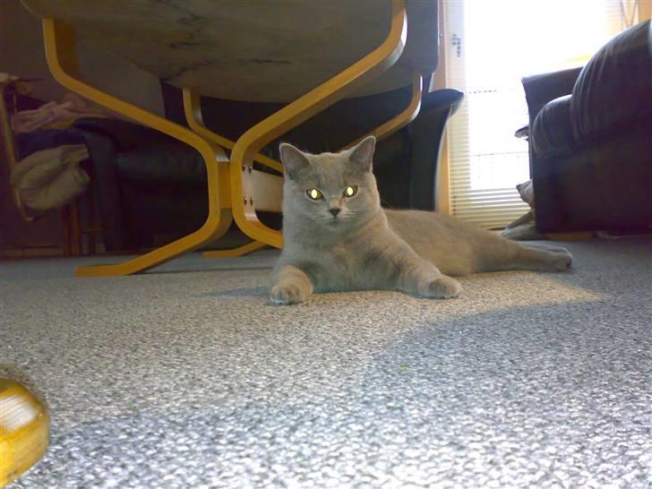 British Shorthair Mulle billede 18