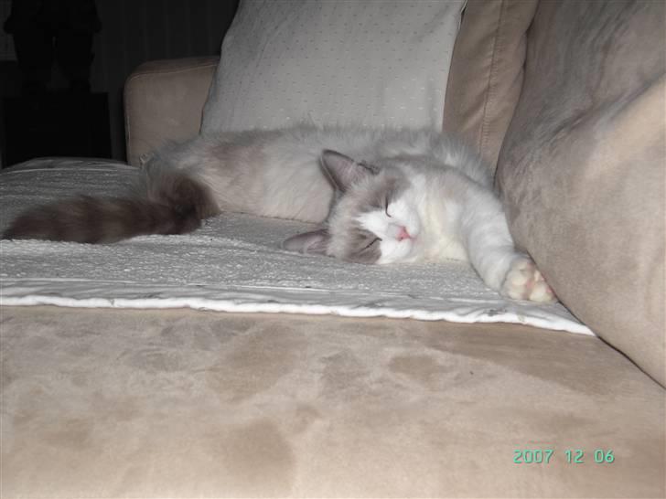 Ragdoll  Bertram (Niro)      billede 15