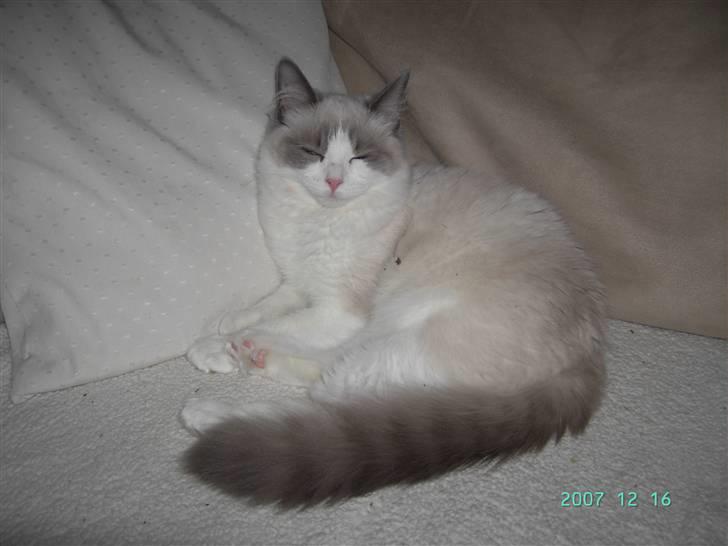 Ragdoll  Bertram (Niro)      billede 16