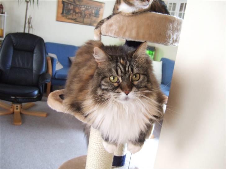 Norsk Skovkat Pjuske Død.. <3 - sweet billede 1