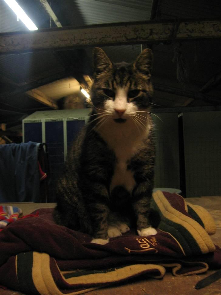 Blanding af racer Fede Mis R.I.P. - Fede sidder på loftet og ser nuttet ud :) billede 1