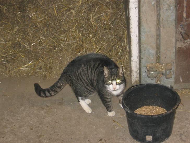 Blanding af racer Fede Mis R.I.P. - Øhh, blev taget på fersk gerning :P billede 2