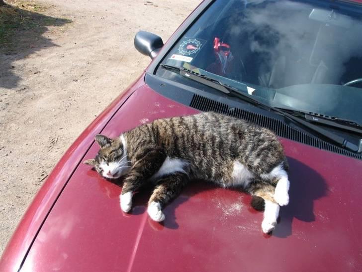 Blanding af racer Fede Mis R.I.P. - Fede bliver striglet :) billede 3