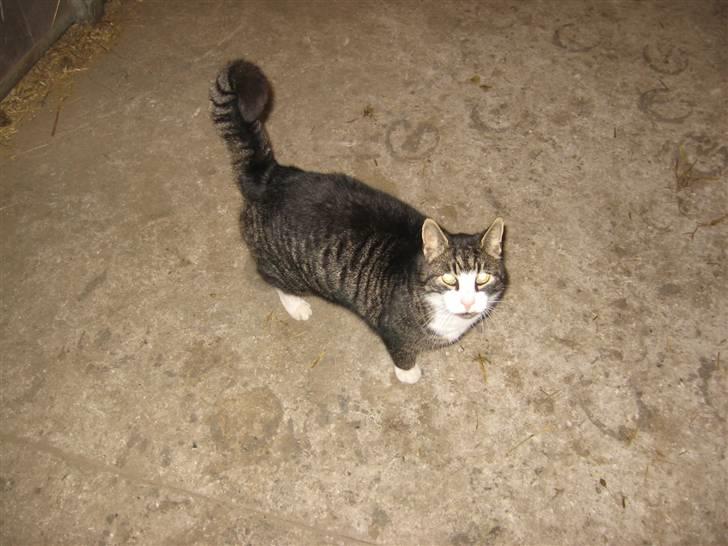 Blanding af racer Fede Mis R.I.P. - Fede tror at vi har mad hehe :) billede 4