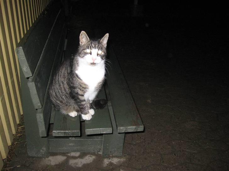 Blanding af racer Fede Mis R.I.P. - Han sidder på bænken ved det lille ridehus :D billede 5