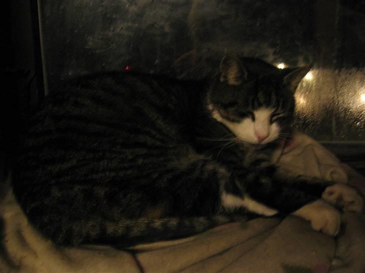 Blanding af racer Fede Mis R.I.P. - Fede som lige er vågnet :P billede 6