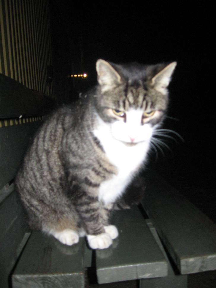 Blanding af racer Fede Mis R.I.P. billede 7