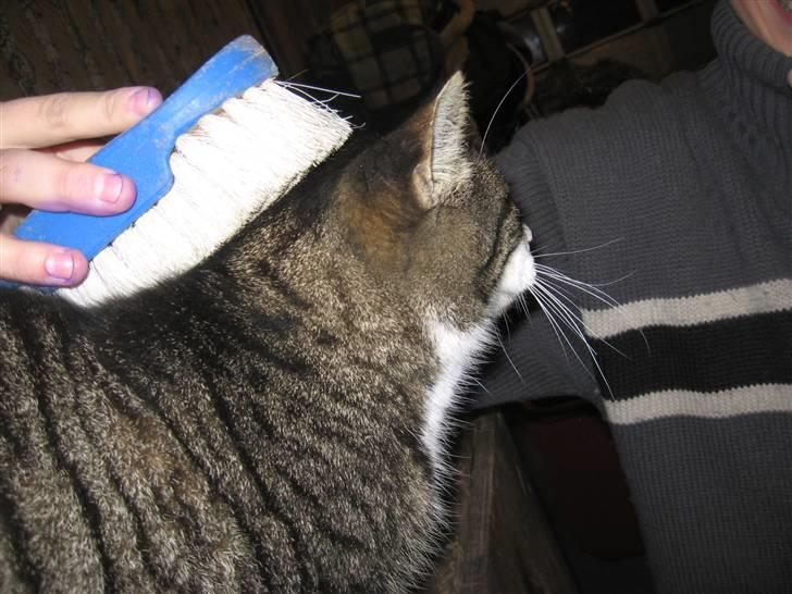 Blanding af racer Fede Mis R.I.P. - Han bliver striglet igen :) billede 8