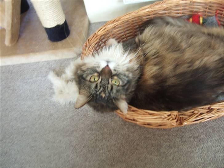 Norsk Skovkat Pjuske Død.. <3 - hehe billede 2