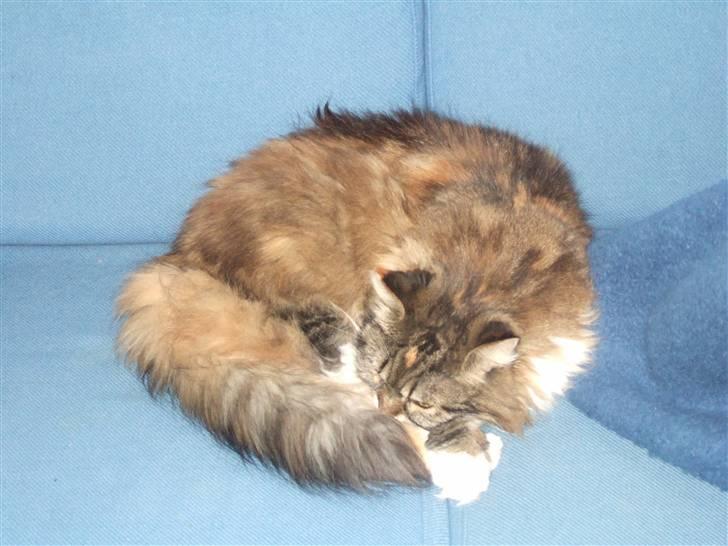 Norsk Skovkat Pjuske Død.. <3 - så er det sove tid billede 3