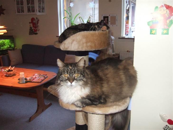 Norsk Skovkat Pjuske Død.. <3 - smukt billede 4