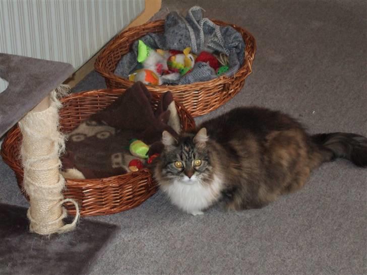 Norsk Skovkat Pjuske Død.. <3 - det er taget år 2005 billede 5