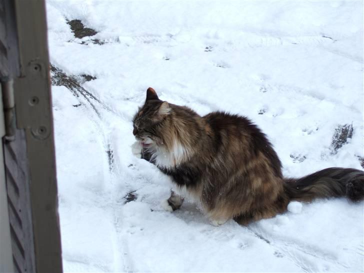 Norsk Skovkat Pjuske Død.. <3 - slikker sig ude i sneen billede 6