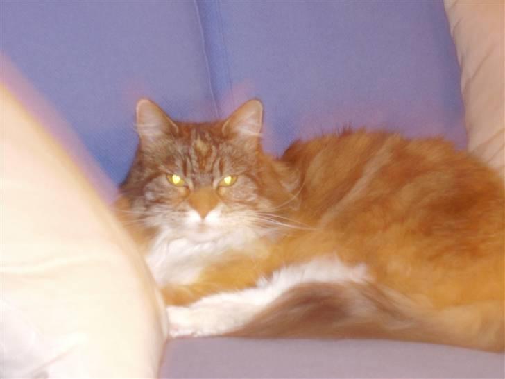 Norsk Skovkat Pjuske Død.. <3 - lig mærke til hjerterne i hendes øjne er det ik smukt det var sådan da jeg tog billedet. billede 7