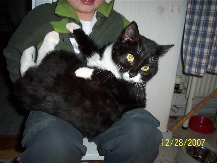 Huskat Lucky - Hvem sagde "lille mis"  billede 5