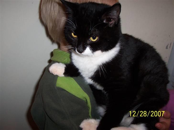 Huskat Lucky - Jeg er da flot ikk ?  billede 6