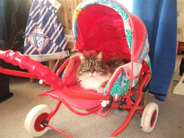 Norsk Skovkat Pjuske Død.. <3 - hehe så er hun ude og køre tur billede 8