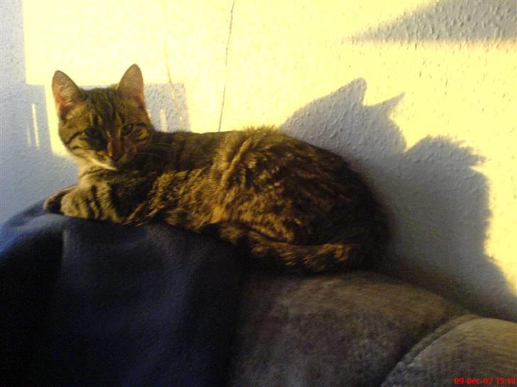 Huskat Spip - Lidt sol på kroppen skader jo ikk:-) billede 13