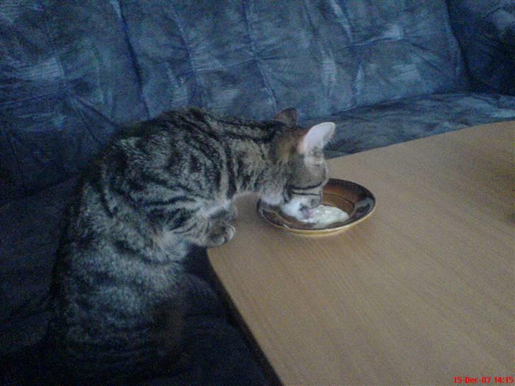 Huskat Spip - Ummmm ris a la mande:-) det jo kun jul 1 gang om året billede 14