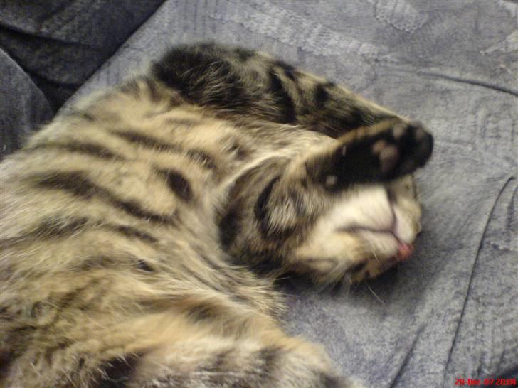 Huskat Spip - Det gælder om at sno sig billede 15