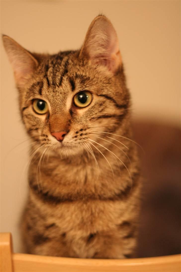 Huskat Spip - Er jeg ikk smuk:-) billede 16