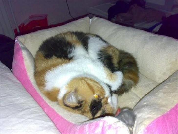 Exotic Thilde - Min mus og jeg... billede 7