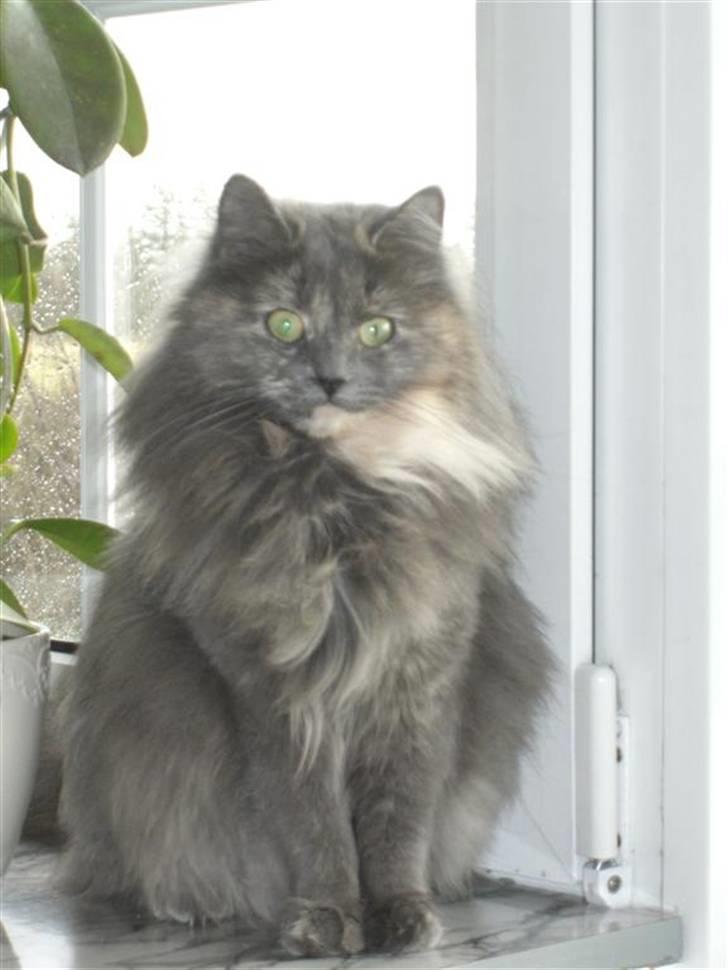 Blanding af racer Fleur R.I.P - STORE ØJNE! billede 15