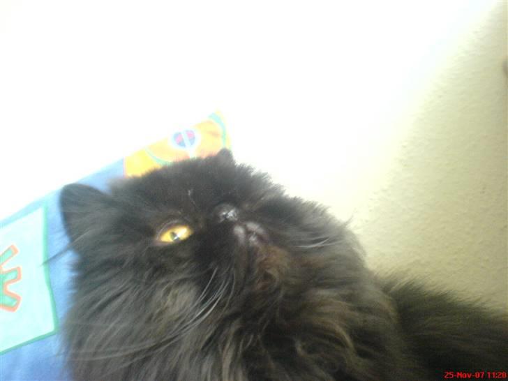 Perser Dressed in black  billede 17