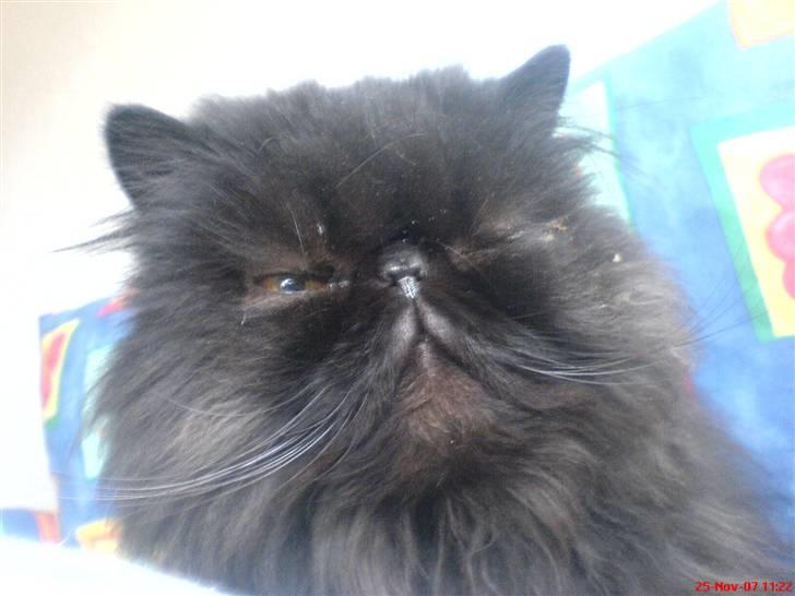 Perser Dressed in black  billede 18