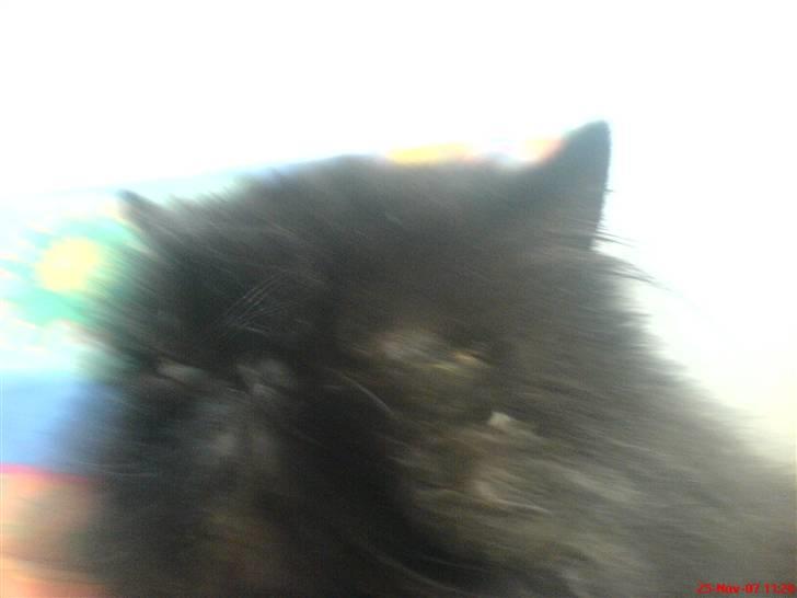 Perser Dressed in black  billede 19