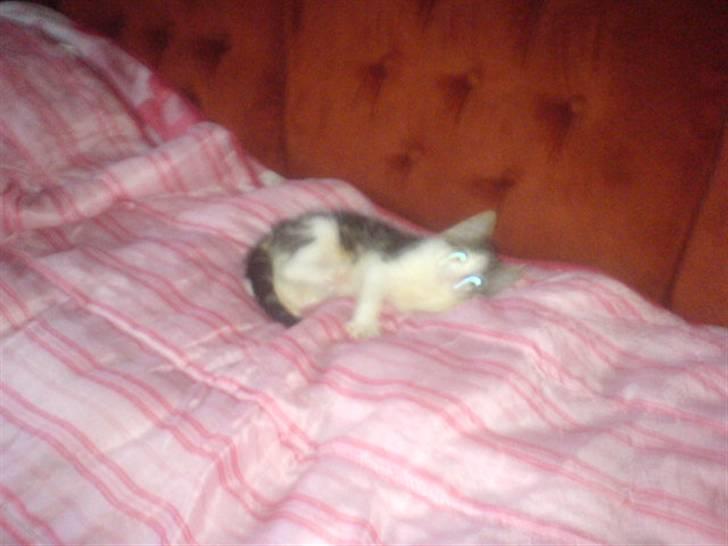 Huskat mis billede 1