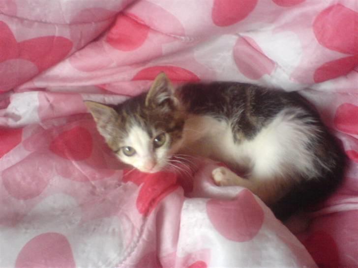 Huskat mis billede 2