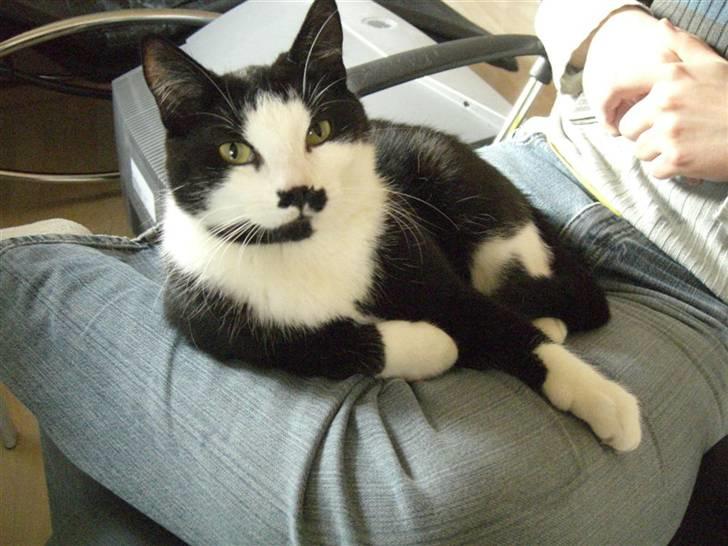 Huskat Gigi - Han er en rigtig skødekat :) billede 17