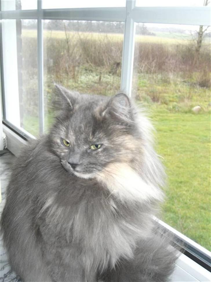 Blanding af racer Fleur R.I.P billede 16