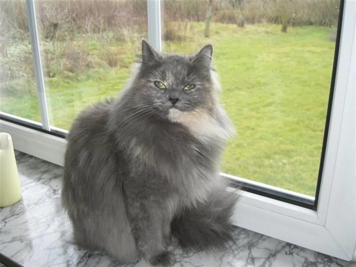 Blanding af racer Fleur R.I.P billede 17