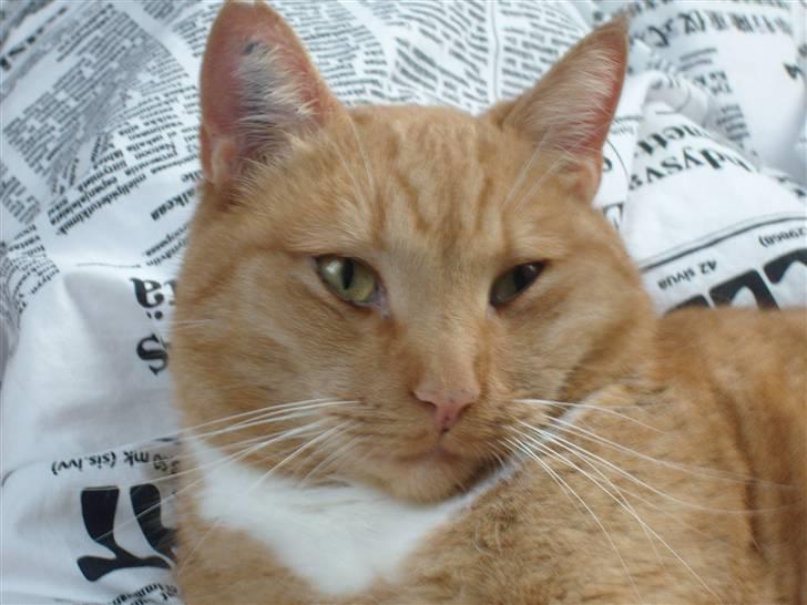 Huskat Sofus - Smukke smukke sofus :D billede 18