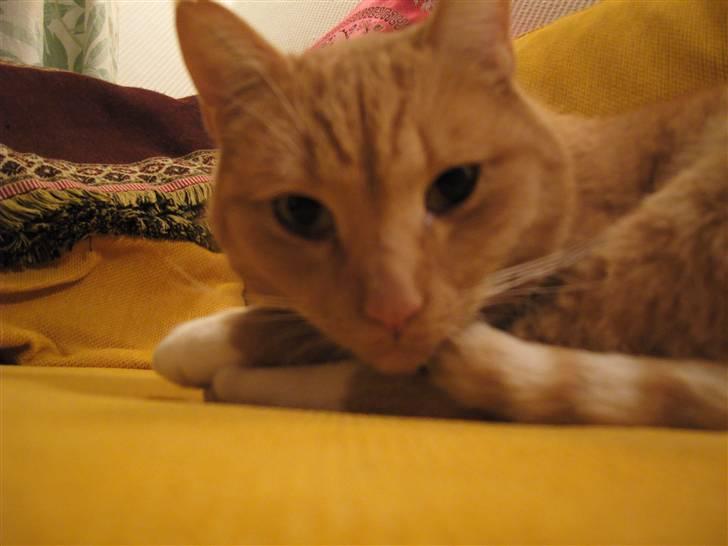 Huskat Sofus - Heey !!jeg prøver faktis at sove !!! billede 19