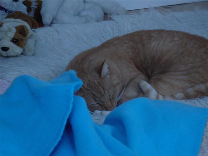 Huskat Sofus - Det var dejligt ... billede 20