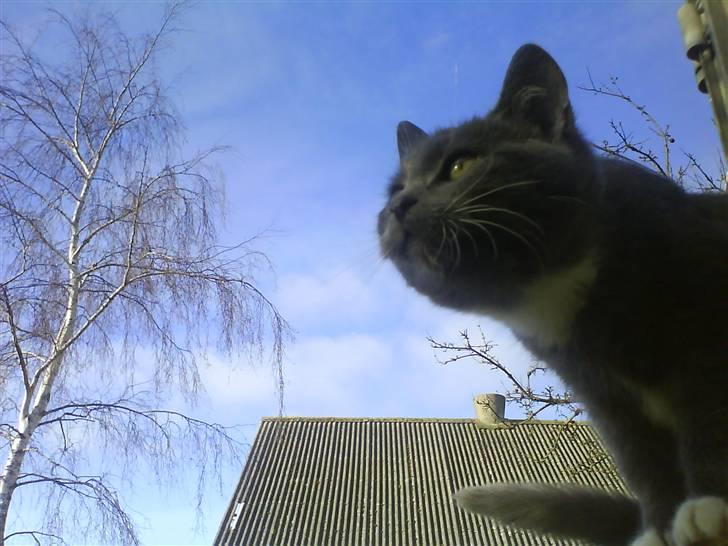 Huskat Milo billede 1