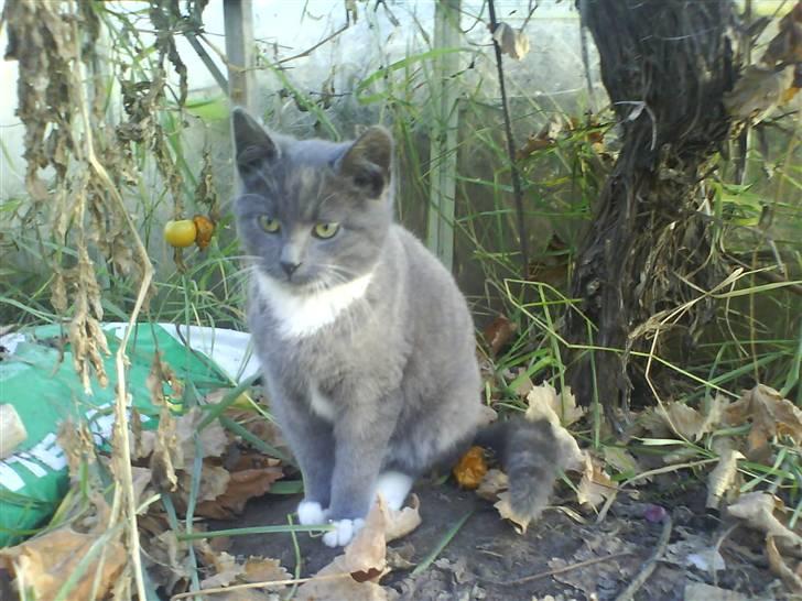 Huskat Milo billede 2