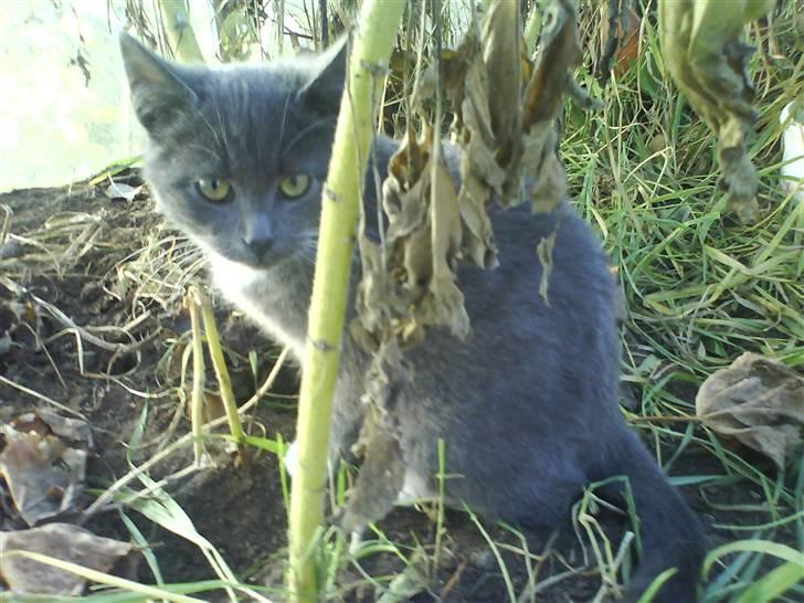 Huskat Milo billede 3