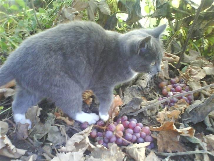 Huskat Milo billede 4