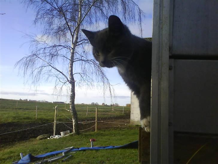 Huskat Milo billede 5