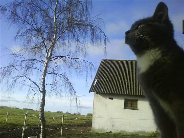 Huskat Milo billede 6