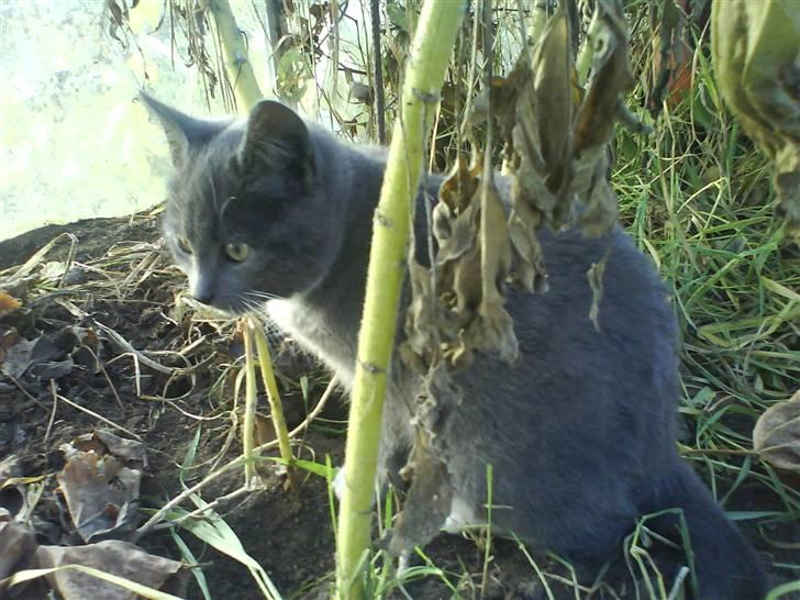 Huskat Milo billede 7